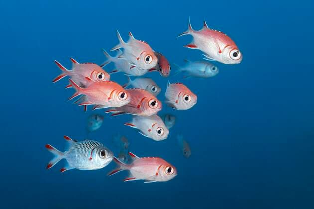  IMAGO Creative: 2022 Farbe des Jahres: Very Peri, Veilchenblau Weißsaum-Soldatenfisch (Myripristis murdjan) schwimmt im Blauwasser Indischer Ozean, Nord-Malé-Atoll, Malediven, Asien *** White-sided soldierfish Myripristis murdjan swims in blue water Indian Ocean, North Malé Atoll, Maldives, Asia Copyright: imageBROKER/NorbertxProbst ibxnpr05764852.jpg