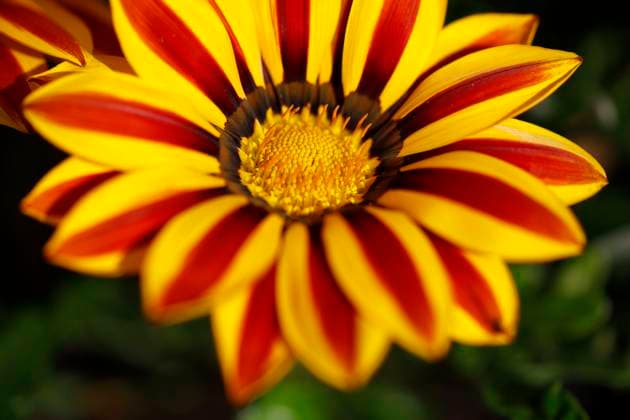 Düsseldorf, Deutschland, 24.04.2020 Die Gazanien, auch Mittagsgold, Mittagsgoldblumen und Sonnentaler genannt, sind eine Pflanzengattung in der Unterfamilie der Cichorioideae innerhalb der Familie der Korbblütler. *** Düsseldorf, Germany, 24 04 2020 Gazania, also known as Noonday Gold, Ice Plant and Sunflower, is a plant genus in the subfamily of the Cichorioideae within the family of composite plants