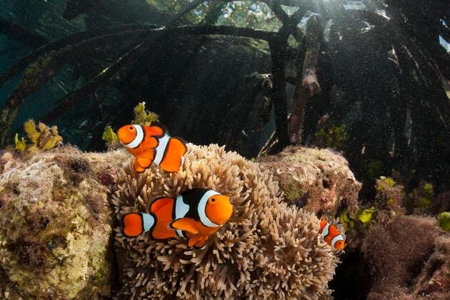 IMAGO Nature: Unsere Erde, Naturschutz, Naturschutzgebiete in Asien Clown Anemonenfische in Mangroven, Amphiprion percula, New Ireland, Papua Neuguinea Clown Anemonefishes living in Mangroves, Amphiprion percula, New Ireland, Papua New Guinea Clown Anemonenfisch, Papua Neuguinea *** Clown Anemonefish in Mangroves, Amphiprion percula, New Ireland, Papua New Guinea Clown Anemonefish living in Mangroves, Amphiprion percula, New Ireland, Papua New Guinea Clown Anemonefish, Papua New Guinea 