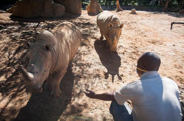 (200502) -- JOHANNESBURG, May 2, 2020 (Xinhua) -- A staff member looks after rhinoceros at the Johannesburg Zoo in Johannesburg, South Africa, on May 1, 2020. The zoo has been closed since March 26 due to the COVID-19 pandemic. (Photo by Shiraaz Mohamed Xinhua) SOUTH AFRICA-JOHANNESBURG-ZOO-COVID-19-CLOSE 