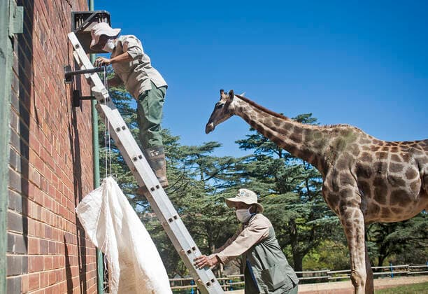 (200502) -- JOHANNESBURG, May 2, 2020 (Xinhua) -- Staff members place bags filled with food for giraffes at the Johannesburg Zoo in Johannesburg, South Africa, on May 1, 2020. The zoo has been closed since March 26 due to the COVID-19 pandemic. (Photo by Shiraaz Mohamed Xinhua) SOUTH AFRICA-JOHANNESBURG-ZOO-COVID-19-CLOSE 