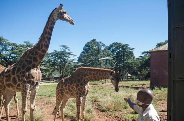 (200502) -- JOHANNESBURG, May 2, 2020 (Xinhua) -- A staff member feeds giraffes at the Johannesburg Zoo in Johannesburg, South Africa, on May 1, 2020. The zoo has been closed since March 26 due to the COVID-19 pandemic. (Photo by Shiraaz Mohamed Xinhua) SOUTH AFRICA-JOHANNESBURG-ZOO-COVID-19-CLOSE 