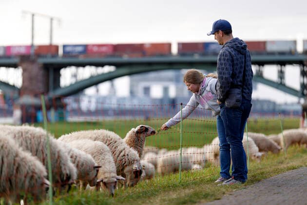 In epidemiology, flock immunity is an indirect form of protection against a contagious disease like Covid 19, when a high percentage of a population has already become immune. In the picture a flock of sheep on the bollard meadows Cologne, 01 05 2020 Foto:xC.xHardtx xFuturexImage