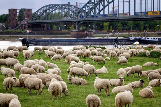 In epidemiology, flock immunity is an indirect form of protection against a contagious disease like Covid 19, when a high percentage of a population has already become immune. In the picture a flock of sheep on the bollard meadows Cologne, 01 05 2020 Foto:xC.xHardtx xFuturexImage