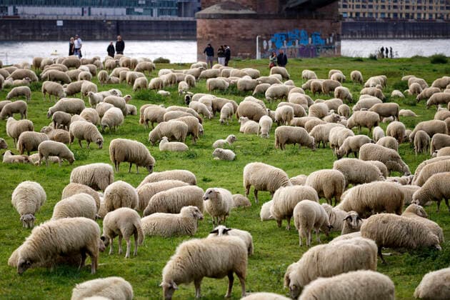 In epidemiology, flock immunity is an indirect form of protection against a contagious disease like Covid 19, when a high percentage of a population has already become immune. In the picture a flock of sheep on the bollard meadows Cologne, 01 05 2020 Foto:xC.xHardtx xFuturexImage