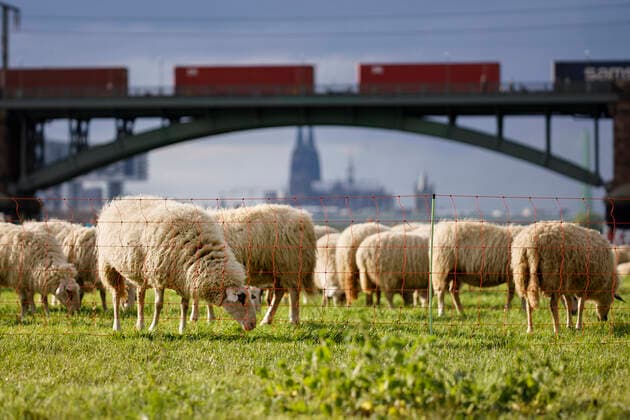 In epidemiology, flock immunity is an indirect form of protection against a contagious disease like Covid 19, when a high percentage of a population has already become immune. In the picture a flock of sheep on the bollard meadows Cologne, 01 05 2020 Foto:xC.xHardtx xFuturexImage