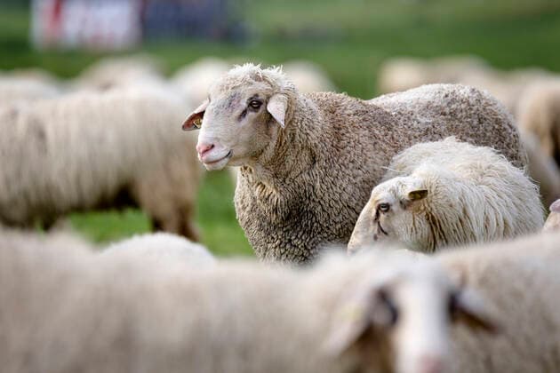 In epidemiology, flock immunity is an indirect form of protection against a contagious disease like Covid 19, when a high percentage of a population has already become immune. In the picture a flock of sheep on the bollard meadows Cologne, 01 05 2020 Foto:xC.xHardtx xFuturexImage