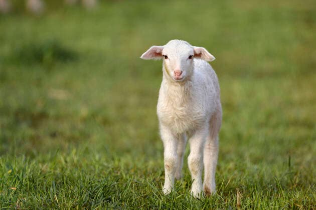 In epidemiology, flock immunity is an indirect form of protection against a contagious disease like Covid 19, when a high percentage of a population has already become immune. In the picture a flock of sheep on the bollard meadows Cologne, 01 05 2020 Foto:xC.xHardtx xFuturexImage