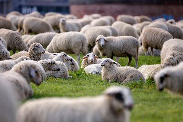 In epidemiology, flock immunity is an indirect form of protection against a contagious disease like Covid 19, when a high percentage of a population has already become immune. In the picture a flock of sheep on the bollard meadows Cologne, 01 05 2020 Foto:xC.xHardtx xFuturexImage