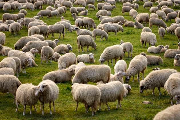 In epidemiology, flock immunity is an indirect form of protection against a contagious disease like Covid 19, when a high percentage of a population has already become immune. In the picture a flock of sheep on the bollard meadows Cologne, 01 05 2020 Foto:xC.xHardtx xFuturexImage
