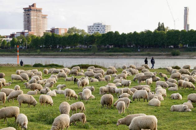 In epidemiology, flock immunity is an indirect form of protection against a contagious disease like Covid 19, when a high percentage of a population has already become immune. In the picture a flock of sheep on the bollard meadows Cologne, 01 05 2020 Foto:xC.xHardtx xFuturexImage