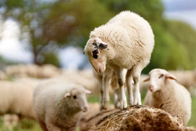 In epidemiology, flock immunity is an indirect form of protection against a contagious disease like Covid 19, when a high percentage of a population has already become immune. In the picture a flock of sheep on the bollard meadows Cologne, 01 05 2020 Foto:xC.xHardtx xFuturexImage