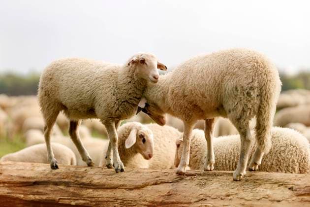 In epidemiology, flock immunity is an indirect form of protection against a contagious disease like Covid 19, when a high percentage of a population has already become immune. In the picture a flock of sheep on the bollard meadows Cologne, 01 05 2020 Foto:xC.xHardtx xFuturexImage