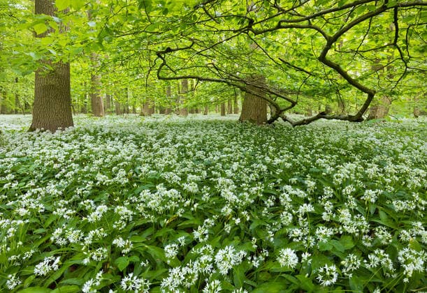 Europe Germany Lower Saxony Springe Kleiner Deister Deister forest beech forest deciduous forest spring wild garlic blossom flowering wild garlic covers the forest floor at Springe in Lower Saxony