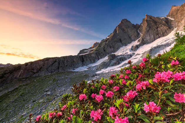 Flowering rhododendrons with the famous Pizzo Badile in the background at sunrise, Bregaglia valley, Graubunden, Switzerland, Europe Copyright: FrancescoxBergamaschi 1269-619