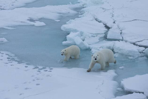 October 4, 2019, Arctic Sea, Arctic: Polar bear mother and cub get close research vessel Polarstern. MOSAiC is the largest polar expedition in history: in September 2019, the German research icebreaker Polarstern has set sail from Tromso, Norway, to spend a year drifting through the Arctic Ocean, trapped in ice. The goal of the MOSAiC expedition is to take the closest look ever at the Arctic as the epicenter of global warming and to gain fundamental insights that are key to better understand global climate change. Hundreds of researchers from 20 countries are involved in this exceptional endeavor. Following in the footsteps of Fridtjof Nansen s ground-breaking expedition with his wooden sailing ship Fram in 1893-1896, the MOSAiC expedition will bring a modern research icebreaker close to the north pole for a full year including for the fi - ZUMAz03_ 20191004_arc_z03_023 Copyright: xEstherxHorvathx