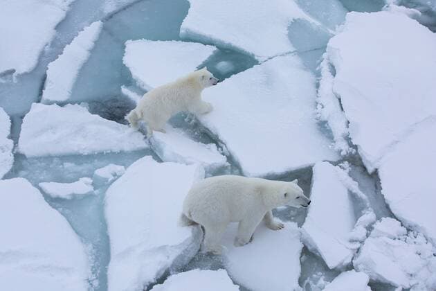 October 4, 2019, Arctic Sea, Arctic: Polar bear mother and cub get close research vessel Polarstern. MOSAiC is the largest polar expedition in history: in September 2019, the German research icebreaker Polarstern has set sail from Tromso, Norway, to spend a year drifting through the Arctic Ocean, trapped in ice. The goal of the MOSAiC expedition is to take the closest look ever at the Arctic as the epicenter of global warming and to gain fundamental insights that are key to better understand global climate change. Hundreds of researchers from 20 countries are involved in this exceptional endeavor. Following in the footsteps of Fridtjof Nansen s ground-breaking expedition with his wooden sailing ship Fram in 1893-1896, the MOSAiC expedition will bring a modern research icebreaker close to the north pole for a full year including for the fi - ZUMAz03_ 20191004_arc_z03_028 Copyright: xEstherxHorvathx