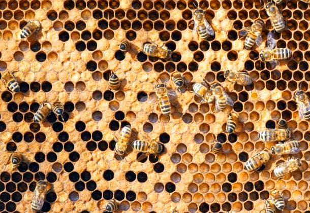 Europaeische Honigbiene, Westliche Honigbiene, Gemeine Honigbiene (Apis mellifera mellifera), Honigbienen auf teilweise verdeckelten Honigwaben, Deutschland honey bee, hive bee (Apis mellifera mellifera), bees on partly filled honeycombs, Germany BLWS615262 Copyright: xblickwinkel McPHOTO M.xGannx
