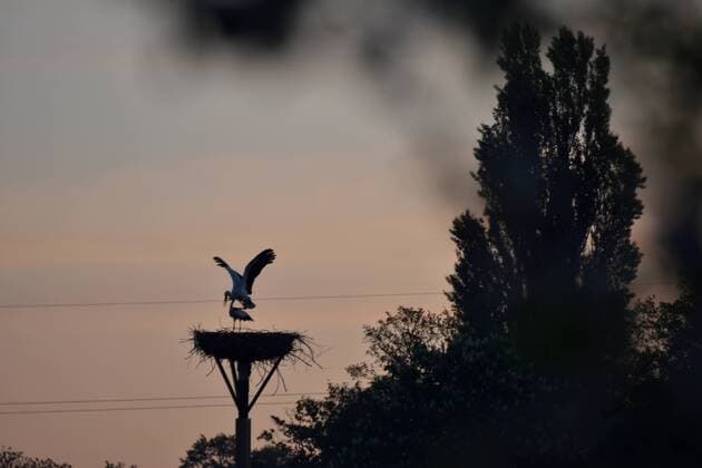 Wetter - News - Tierischer Sonnenaufgang in Lamme bei Braunschweig zum Muttertag Braunschweig. Ein Hauch von warmen Sonnenstrahlen konnten viele Niedersachsen am Morgen genießen. Bei Temperaturen über dem Gefrierpunkt 8 Grad Celsius und glasklarer Luft war im Lamme (Braunschweig) der Blick auf ein Storchennest nahezu ungetrübt. Während sich das Land auf die Eisheiligen vorbereitet, geniessen wir die letzten warem Sonnenstrahen umso mehr. Niedersachsen, Storche, Wetter, Braunschweig, Wettervorhersage, Unwetter, Regen, Gewitter, Tiere, Störche, Storche, Sonne, Wetterprognose, Morgensonne, Morgengrauen, Horizont, Muttertag, Drohne, Luftbild, Sonnenaufgang, Meteorologe *** Weather News Animal sunrise in Lamme near Braunschweig on Mothers Day Braunschweig A breath of warm sunshine was enjoyed by many Lower Saxons in the morning With t Copyright: xRolandxBockx xMartinxDziadekxDrox