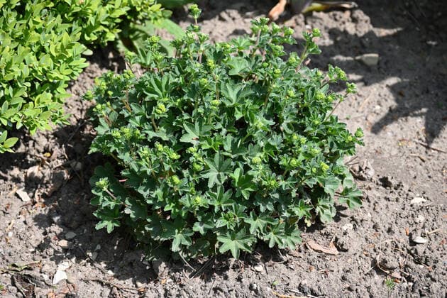 Frauenmantel, Alchemilla mollis, wirkt lindernd bei Periodenschmerzen und gegen Durchfall. Im Kräutergarten gedeiehen ingesamt 120 verschiedene Kräuter. Die Beete wurden alle nach den Pflanzlisten des Jesuitengartens in Münster angelegt. Kräuter im Garten an der Wewelsburg, Büren Nordrhein-Westfalen Deutschland *** Ladys mantle, Alchemilla mollis, has a soothing effect on period pains and diarrhoea A total of 120 different herbs are grown in the herb garden The beds were all laid out according to the planting lists of the Jesuit garden in Münster Herbs in the garden at Wewelsburg, Büren North Rhine-Westphalia Germany