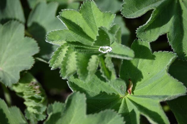 Blätter des Frauenmantels, Alchemilla mollis, wirkt lindernd bei Periodenschmerzen und gegen Durchfall. Im Kräutergarten gedeiehen ingesamt 120 verschiedene Kräuter. Die Beete wurden alle nach den Pflanzlisten des Jesuitengartens in Münster angelegt. Kräuter im Garten an der Wewelsburg, Büren Nordrhein-Westfalen Deutschland *** Leaves of the ladys mantle, Alchemilla mollis, has a soothing effect on period pains and diarrhoea A total of 120 different herbs are grown in the herb garden The beds were all laid out according to the planting lists of the Jesuit garden in Münster Herbs in the garden at Wewelsburg, Büren North Rhine-Westphalia Germany
