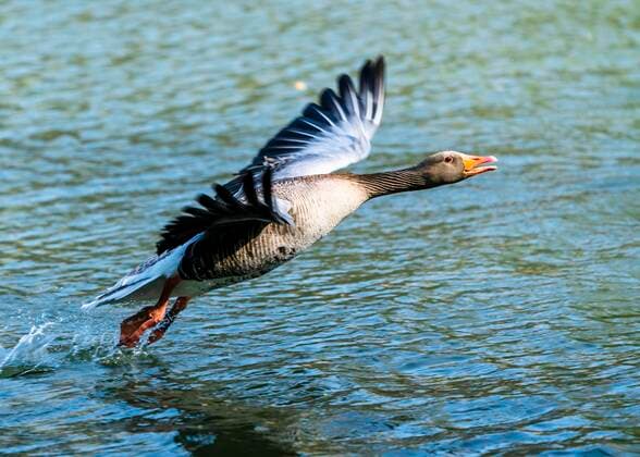 Greylag goose Anser anser , takes off from the water, Germany, Europe Copyright: imageBROKER/StefanxSchurr ibxssc05767576.jpg