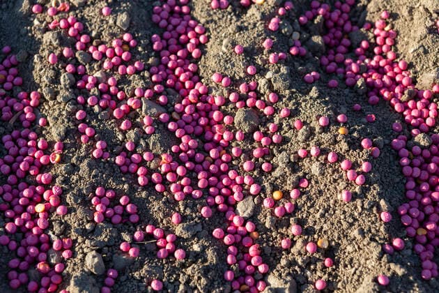 IMAGO Nature: Unsere Erde, Klimawandel, Ernährung, Pflanzen der Zukunft, Futtererbse Gebeiztes Erbsensaatgut *** Stained pea seed 1065519701