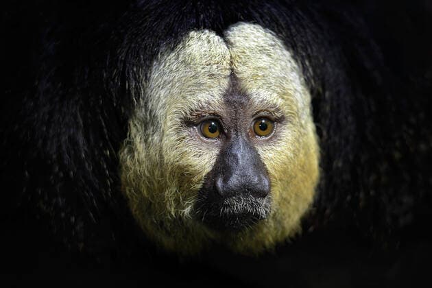 IMAGO Nature: Unsere Erde: Tierwelt: Hässliche Tiere Weißkopfsaki (Pithecia pithecia) Männchen Porträt, Brasilien *** White-headedaki Pithecia pithecia male portrait, Brazil Copyright: xOndrejxProsickyx BIA157220