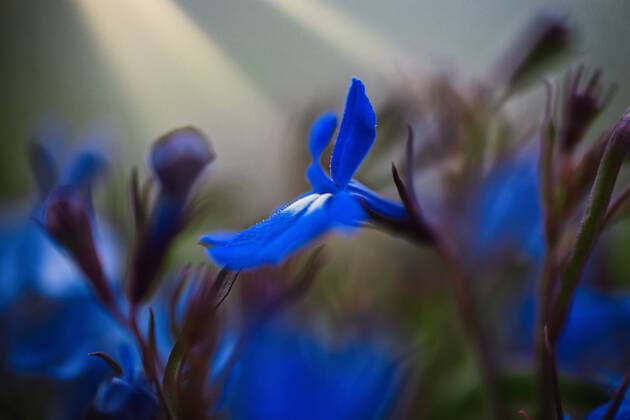 männertreu *** garden lobelia 1df-fg2