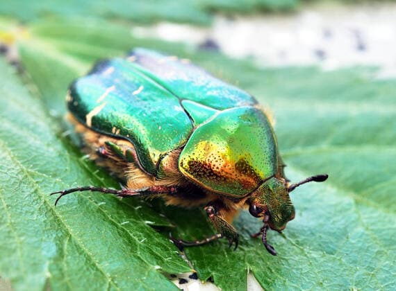 rosenkäfer *** rose beetle 1r1-fgf