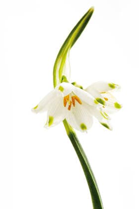 märzbecher *** snowdrop fmy-iiu