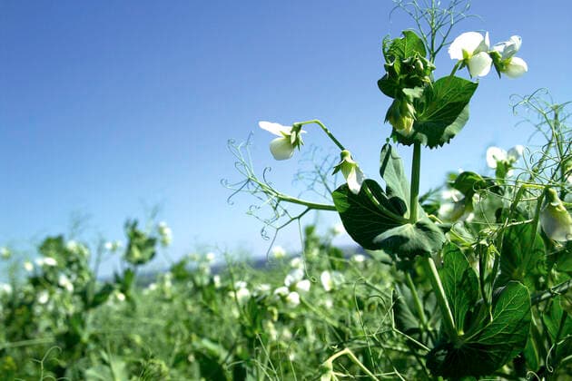 IMAGO Nature: Unsere Erde, Klimawandel, Ernährung, Pflanzen der Zukunft, Futtererbse erbsenfeld,erbsenblüte *** pea field,pea blossom fmy-jzp