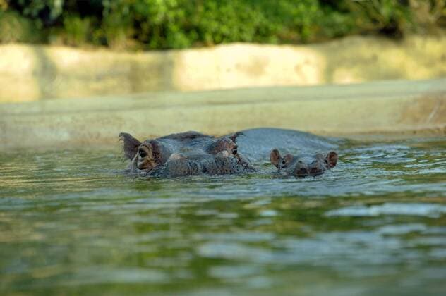 1 Flusspferdkuh Kathi bringt ein kleines Flusspferdmännchen im Berliner ZOO am 23. November 2012 zur Welt, Kati geb. 1975, im Flusspferdhaus, die PFOETCHENGALERIE uebernimmt keine Haftung bei einer evtl. Verletzung Rechte Dritter! Weitergabe an Dritte nicht erlaubt. Das Foto ist ein Lichtbildwerk i.S.v. Paragraph 2 Absatz 1 Ziffer 5 UrhRG, Es gelten unsere AGB. Nutzung Honorar-& MwSt. pflichtig! Brigitte Heinrich ueber Berlin Deutschland, Germany *** 1 Hippopotamus Kathi gives birth to a small male hippopotamus in the Berlin ZOO on 23 November 2012, Kati born 1975, in the hippopotamus house, the PFOETCHENGALERIE assumes no liability in the event of a possible infringement of third party rights Passing on to third parties is not perm Copyright: xBriganiArt PFOETCHENGALERIE Heinx 00288044_00288044