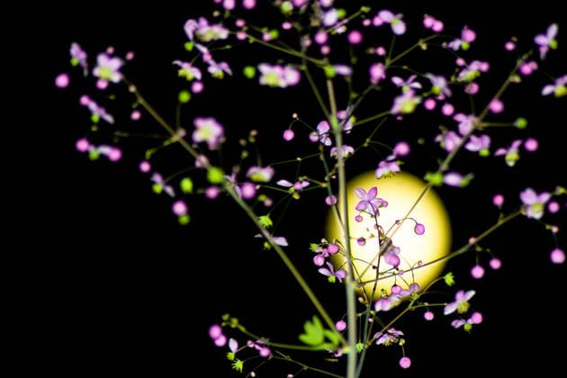 wiesenraute *** meadow rue frc-guc