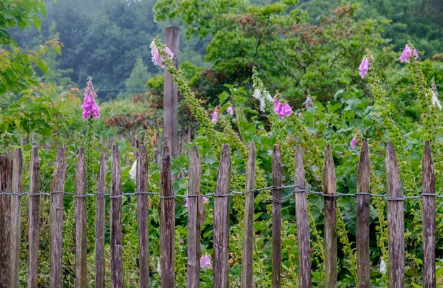 holzzaun,bauerngarten *** wooden fence,cottage garden fsc-gg2