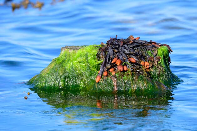 IMAGO Nature: Unsere Erde, Pflanzen: Bedrohte Planzenarten in Deutschland blasentang,braunalge *** seaweed,kelp fu1-kjl