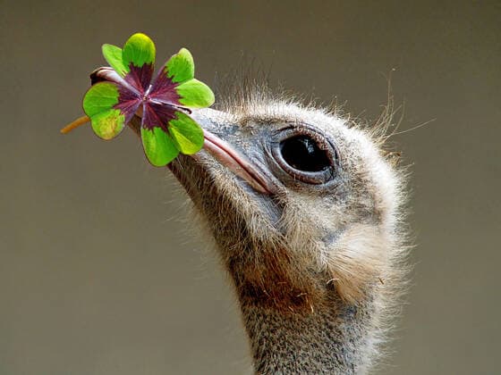 glück,humor,skurril,strauß,kleeblatt *** luck,humor & bizarre,ostrich,cloverleaf g0l-ffq