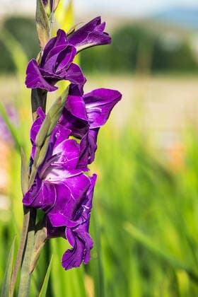 gladiole,schwertblume *** gladiolus gqb-jz7
