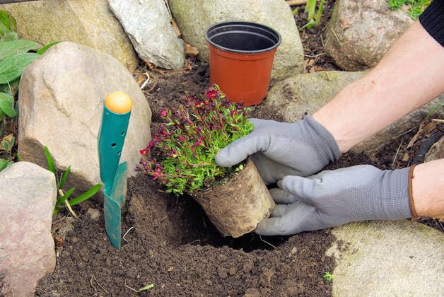 gartenarbeit,einpflanzen,steinbrech *** gardening,planting,saxifrage ir4-j9s,model released, Symbolfoto