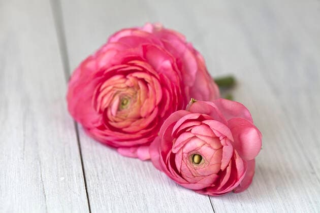 rosa,ranunkel *** pink,buttercup j0v-gn6