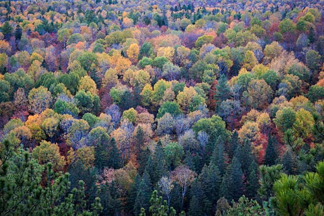 forest,autumn colors jqv-hz0