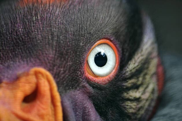 IMAGO Nature: Unsere Erde: Tierwelt: Hässliche Tiere gefieder,königsgeier *** plumage,king vulture kcv-gbg