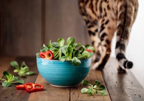 katze,salat,desinteressiert *** cat,salad lqs-kkk