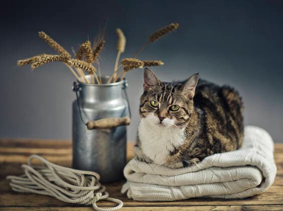 katze,hauskatze *** cat,cat lqs-km2
