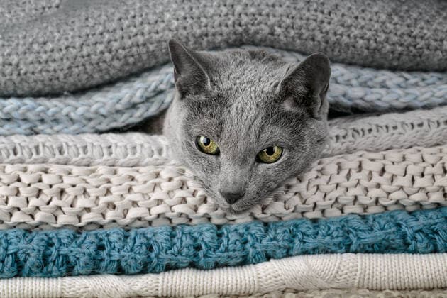 katze,decke,herausschauen *** cat,blanket,look out lqs-kyr