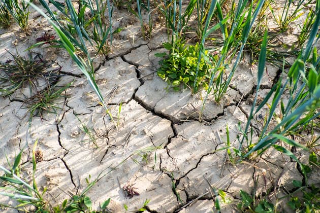 Risse in einem Acker Weizenfeld aufgrund langer Trockenheit in Düsseldorf Düsseldorf Nordrhein-Westfalen Deutschland *** Cracks in a field Wheat field due to long drought in Düsseldorf Düsseldorf North Rhine-Westphalia Germany