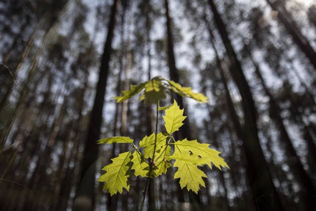 An oak grows in a pine forest in Reichwalde, 18 05 2020 Reichwalde Germany Copyright: xFlorianxGaertner photothek.netx