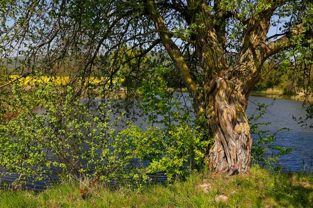 Nature Art Bodypainting with Model Lisa as part of a tree at a Fischeich Springe, 18 05 2020 Bodypainting artist Jörg Düsterwald Foto:xT.xSkupinx xFuturexImage