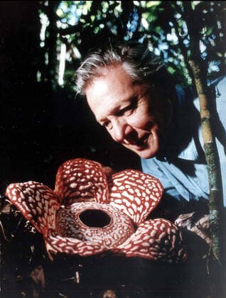 IMAGO ICONS: Sir David Attenborough THE PRIVATE LIFE OF PLANTS THE PRIVATE LIFE OF PLANTS DAVID ATTENBOROUGH Date: 1995. Strictly editorial use only in conjunction with the promotion of the film. Credit line mandatory. This image is copyright of the film company and is supplied under the terms of issue as film still. No commercial or book cover use permitted without prior consent from the film company.  Mandatory credit line: Image courtesy PLEASE CREDIT BBC TV Ronald Grant Archive Mary Evans