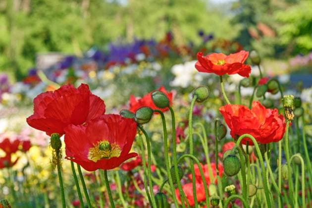 Roter Islandmohn im Beet *** Red Iceland poppy in the bed